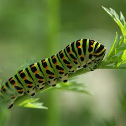 Caterpillar of an Old World swallowtail, Raupe eines Schwalbenschwanzes, Papilio machaon